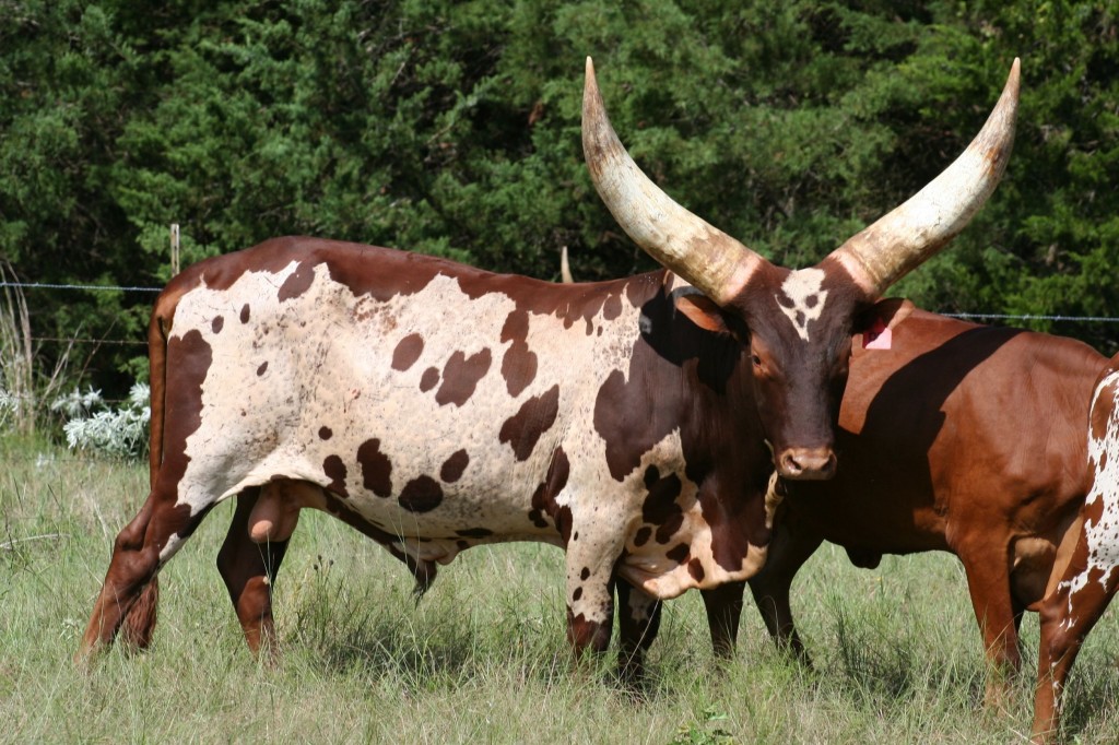 04_img-8663-cr | World Watusi Association