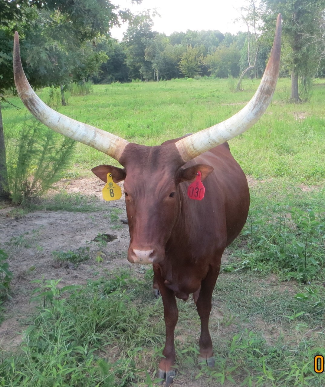 BJ Baker BRB Vals Sunrise | World Watusi Association