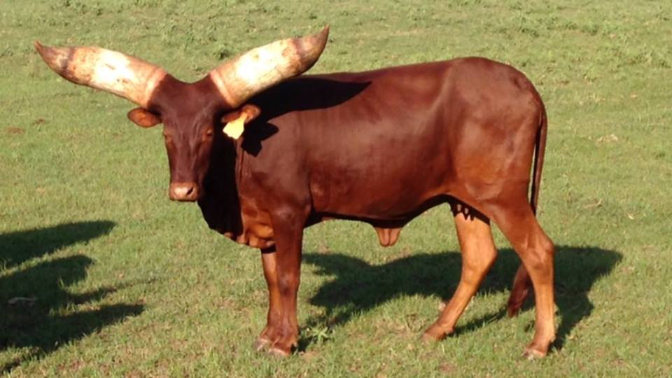 BWS Miss Tuli | World Watusi Association