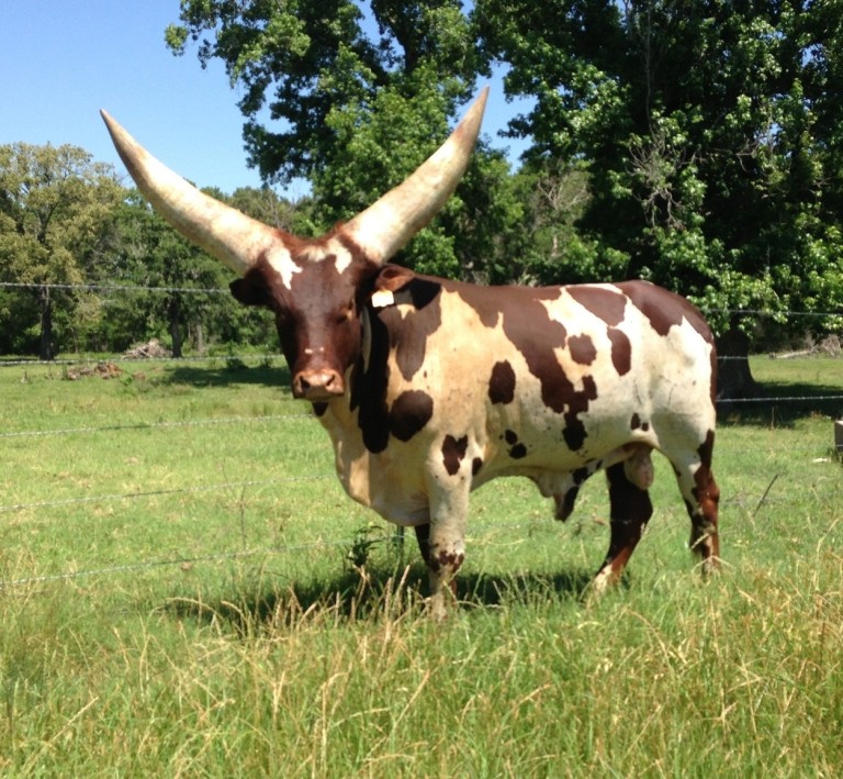 Herdsires | World Watusi Association