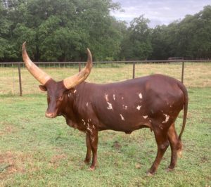 World Watusi Association | The World Watusi Association is a non-profit ...